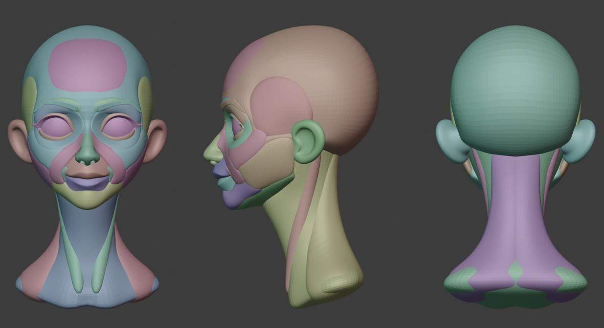 通用模型19zbrush风格化女人头部解剖基础模型&人头人脸雕刻