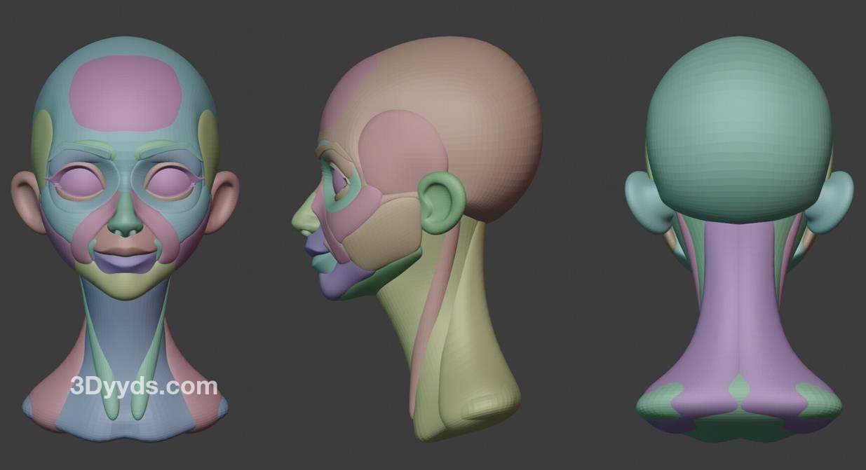 zbrush风格化女人头部解剖基础模型amp人头人脸雕刻