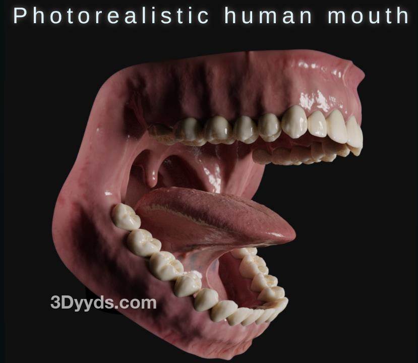 Blender写实人体口腔3D模型素材FBX嘴巴牙齿舌头模型OBJ