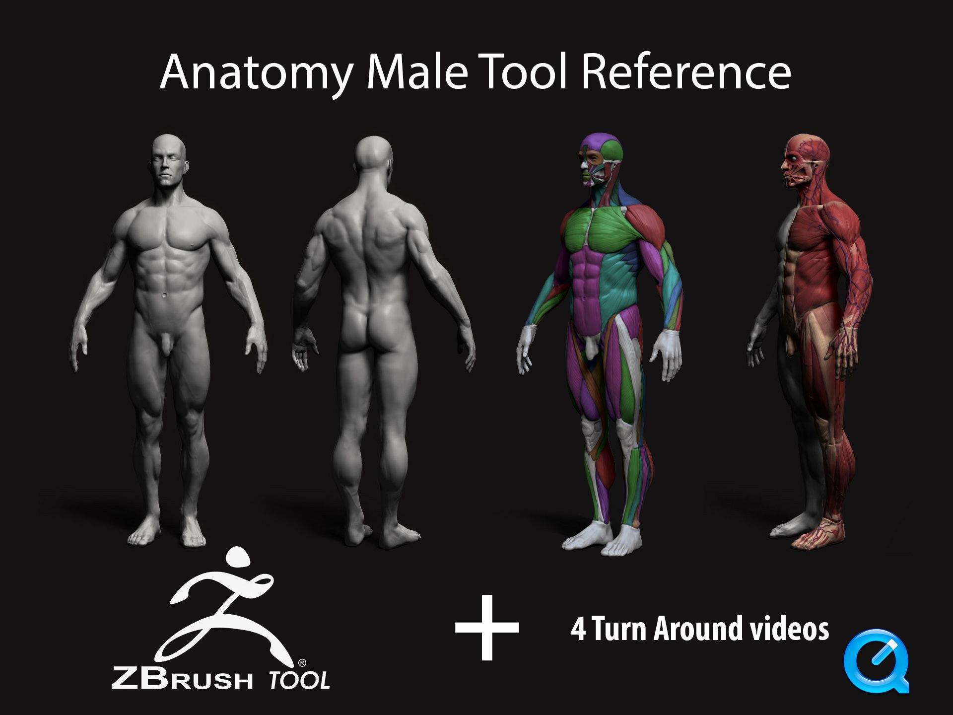 zbrush284人体解剖3d肌肉参考模型