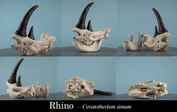 1000+生物头骨参考图片34