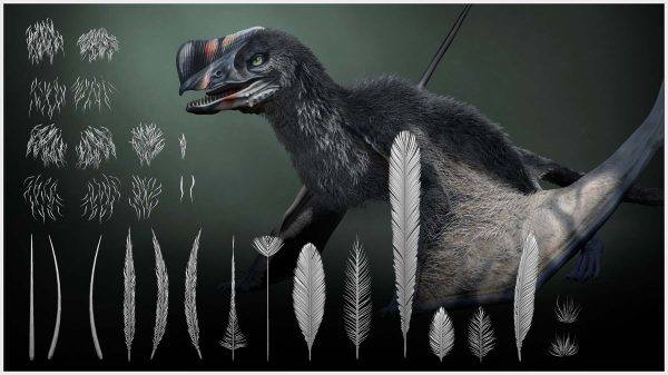 zbrush344动物鸟类羽毛皮毛恐龙绒毛翅膀IMM笔刷