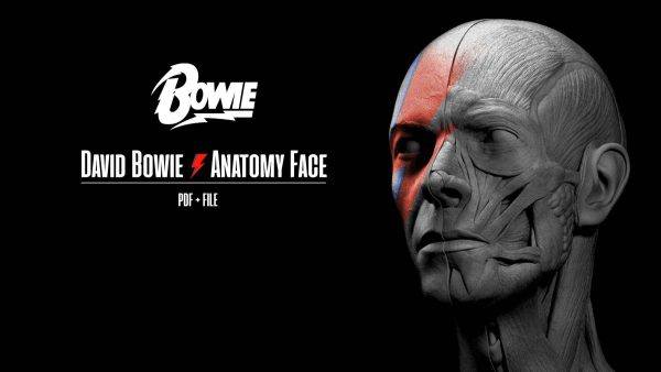 Zbrush欧美男主头部3d模型脸部肌肉-艺用解剖建模参考素材