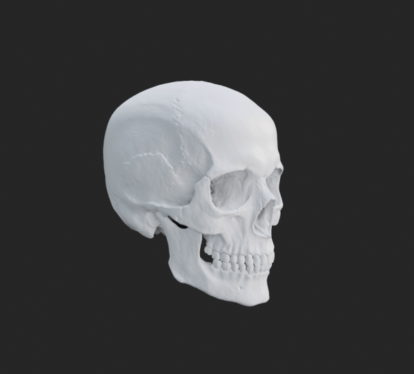 人物头颅头骨骷髅3D模型FBX格式OBJ白模 高模 低模ZBrush建模雕刻
