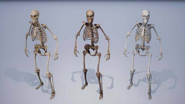 人类骨骼残骸合集Blend尸骸骷髅骨架C4D MAX FBX OBJ MAYA 3D低面模型素材