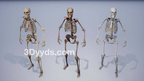 人类骨骼残骸合集Blend尸骸骷髅骨架C4D MAX FBX OBJ MAYA 3D低面模型素材