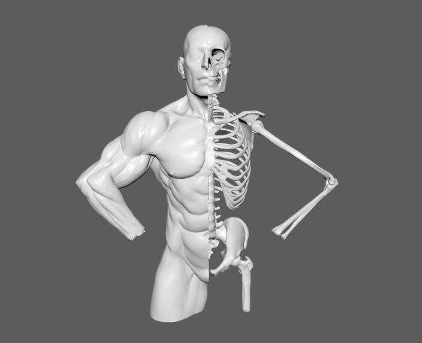 C4D人体肌肉骨骼模型MAYA人物肢体骨架解剖OBJ三维建模设计3D素材