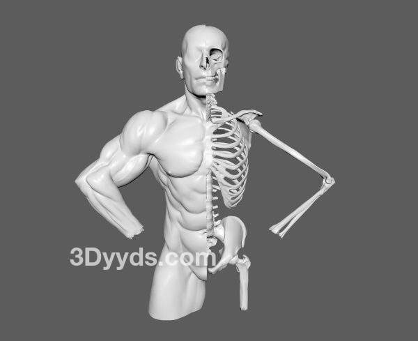 C4D人体肌肉骨骼模型MAYA人物肢体骨架解剖OBJ三维建模设计3D素材