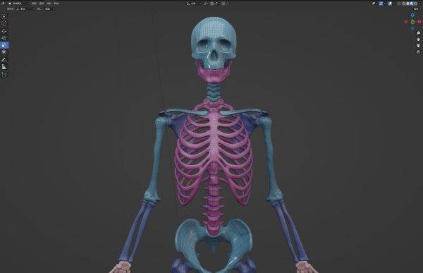 C4D人体骨骼3D模型Blender骷髅骨头骨架 FBX格式OBJ建模雕刻渲染素材