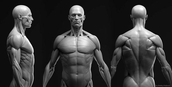 Blender男性人物角色肌肉解剖3D模型FBX格式OBJ建模渲染设计素材