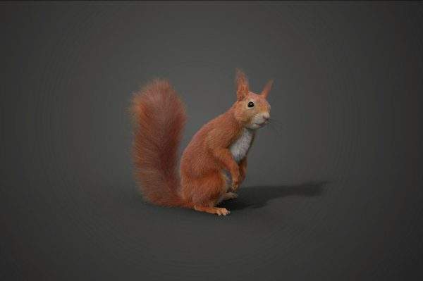 红松鼠夏季和冬季动画3D模型动物
