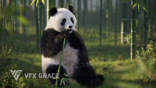 熊猫写实3D模型动画Vfx格蕾丝