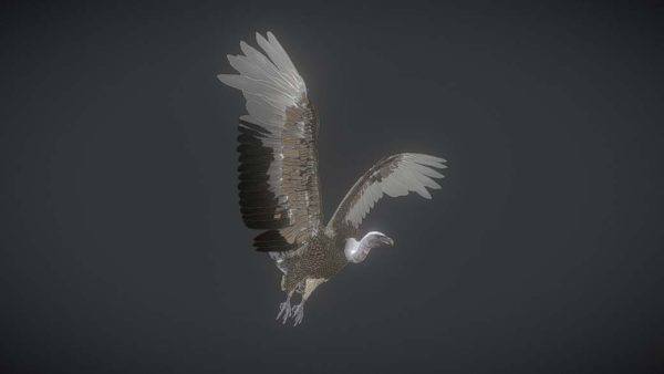 UE秃鹫鸟类3D模型写实动画