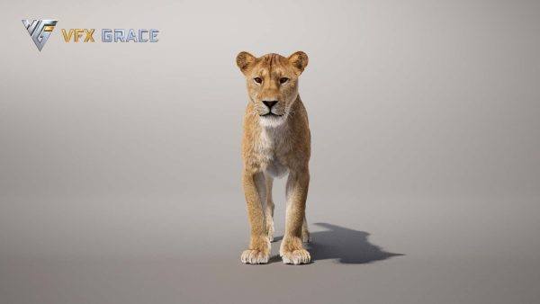 狮子母狮写实动画模型虚幻引擎角色资源