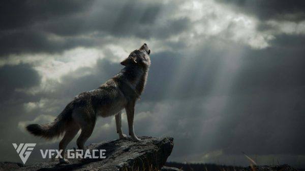 狼写实动画模型MAYA角色资源