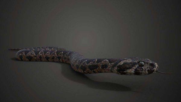 巴勒斯坦毒蛇动画-Blender 3D 模型
