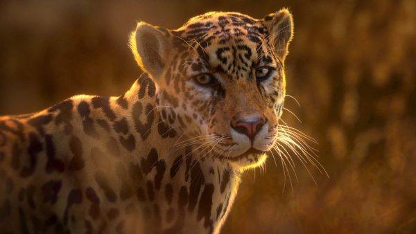 豹子猎豹写实（Panthera Onca）动画-Blender 3D 模型
