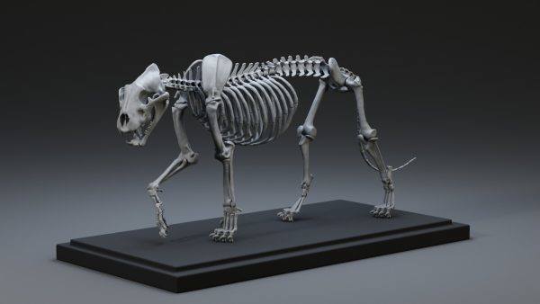 老虎骨架肌肉OBJ骨骼3D模型素材动物整体参考