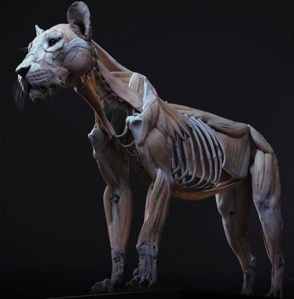 狮子3D模型素材动物解剖美术参考肌肉zburhs-maya-3dmax-blender