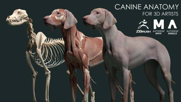 狗类犬科动物皮肤骨骼肌肉解剖模型三维雕刻参考素材maya3dmaxc4d
