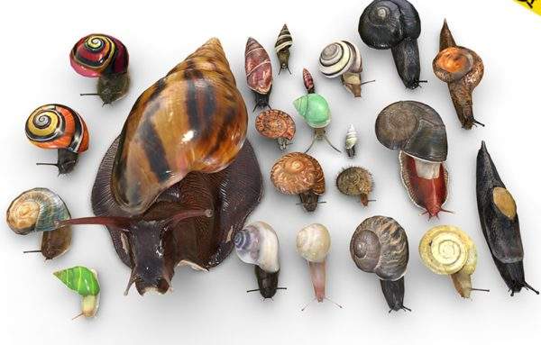 写实蜗牛动物生物学模型合集