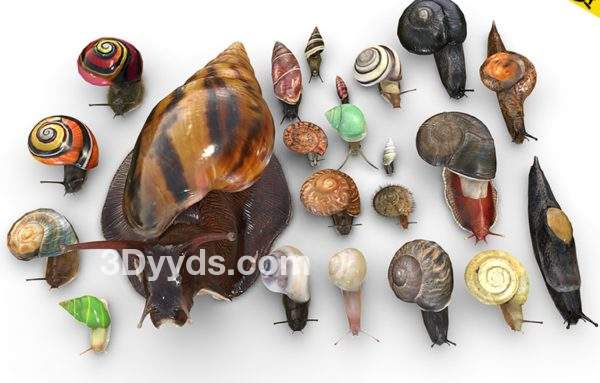写实蜗牛动物生物学模型合集