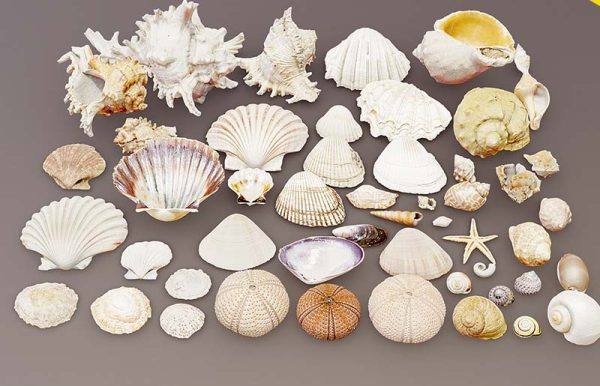 漂亮贝壳扇贝写实模型合集