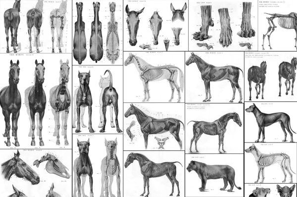 动物解剖、书籍动物肌肉运动线稿绘画参考图