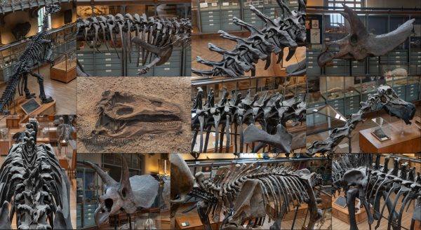 恐龙化石参考博物馆高清照片