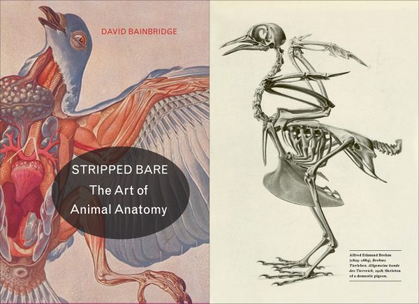 剥光衣服：动物解剖学的艺术PDF书籍