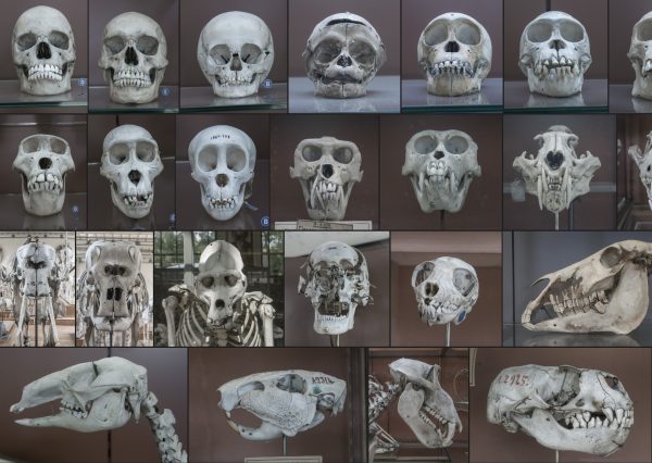 人类哺乳类各类动物骨头大全展示参考图