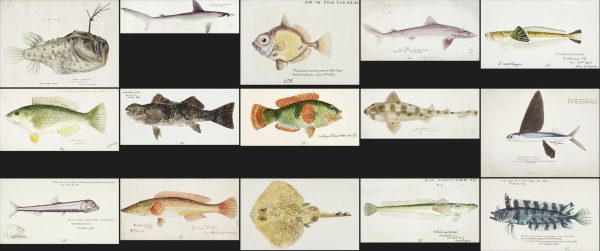 复古海洋生物插画参考图片素材