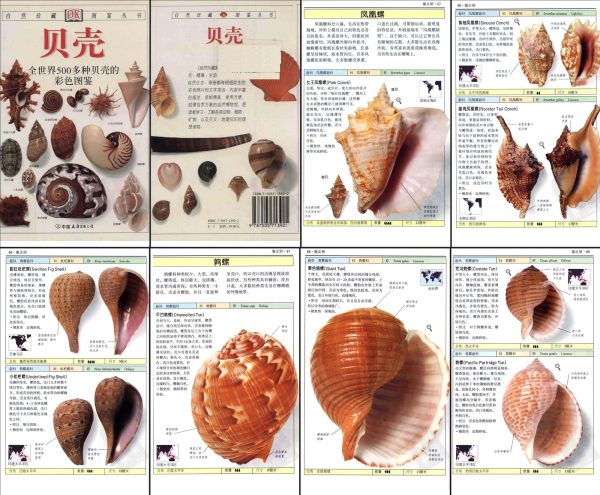 500多种贝壳的全彩图鉴临摹素材